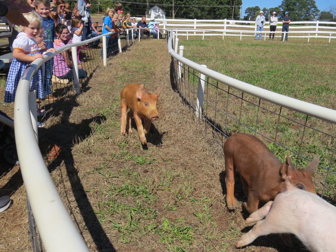 Denver Downs Farm, Family Fun