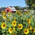 South Carolina Sunflower Festival