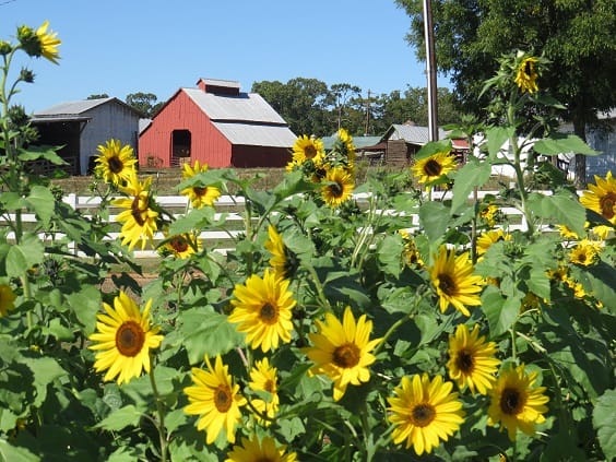 South Carolina Sunflower Festival